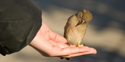 Увлекательная жизнь маленькой, но храброй птички: 5 интересных фактов о воробьях