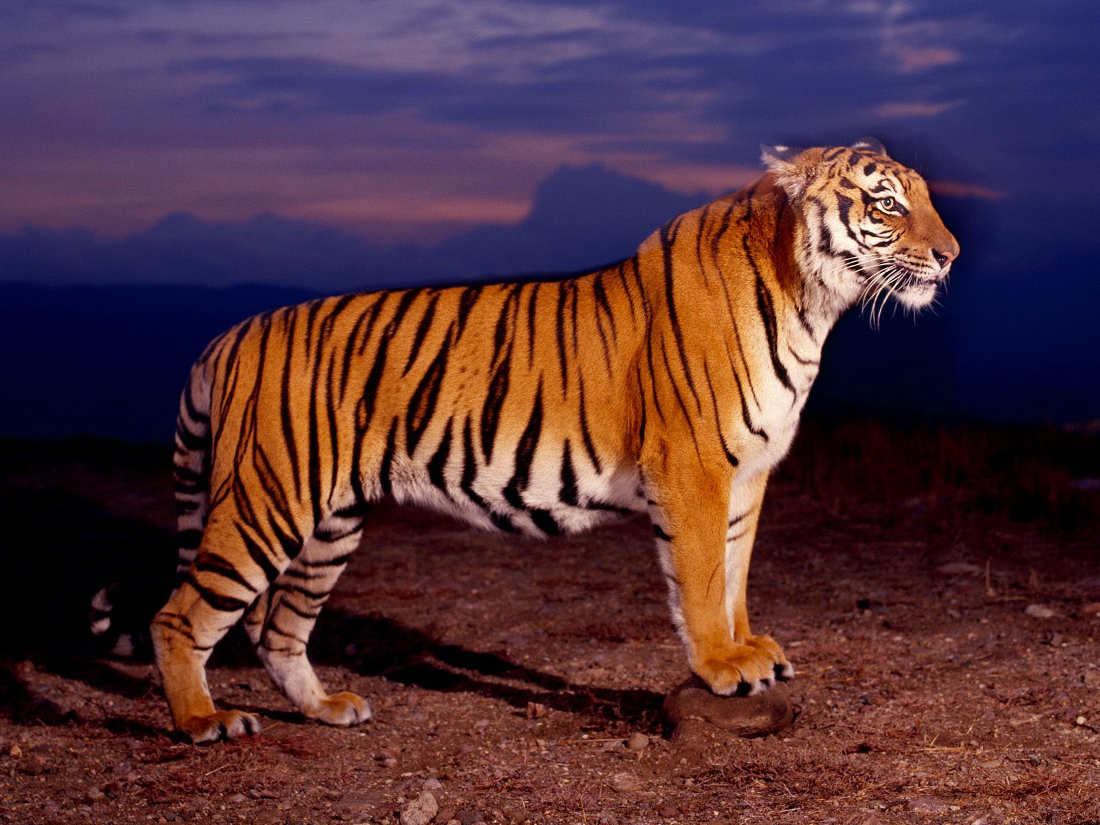  Тигры в основном ведут ночной образ жизни