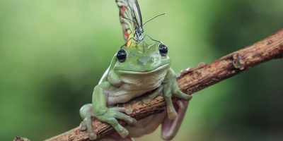 6 забавных фактов о лягушках