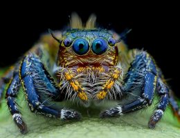 7 удивительных фактов о пауках, которые вызовут у вас мурашки по коже