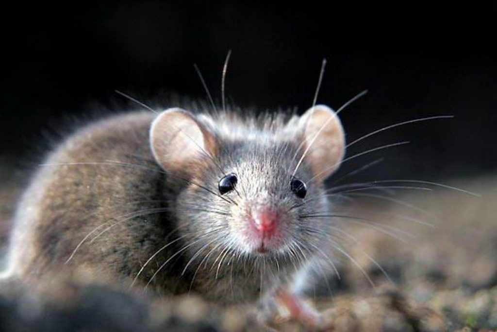 11 увлекательных фактов о мышах