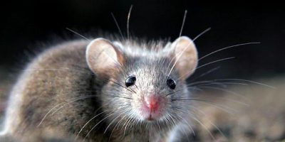 11 увлекательных фактов о мышах