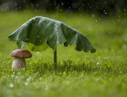 7 Интересных фактов о дожде