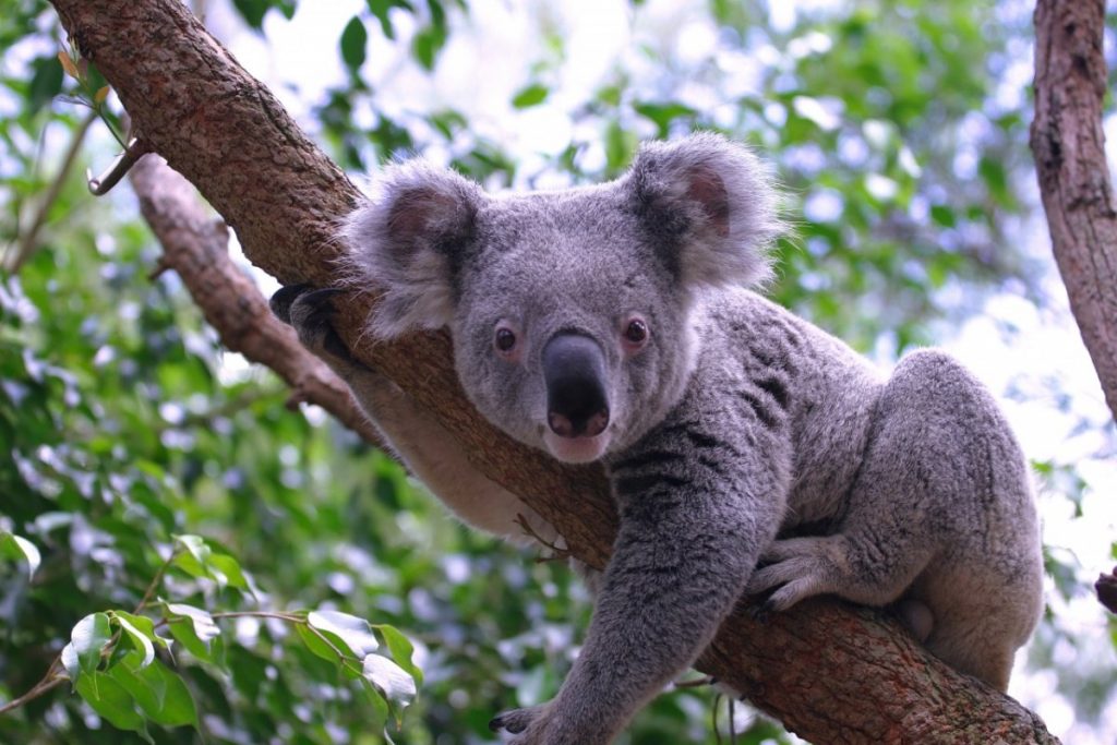 5 интересных вещей, которые вы не знали о коалах