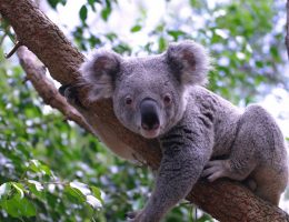 5 интересных вещей, которые вы не знали о коалах