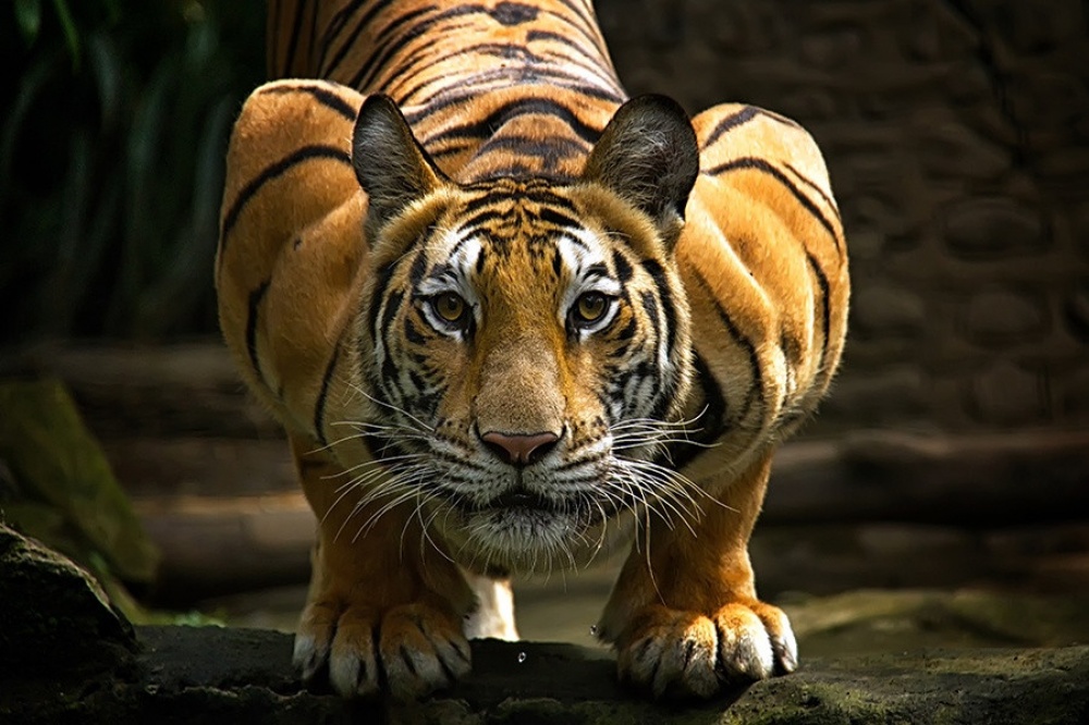 Тигры - территориальные и одиночные существа