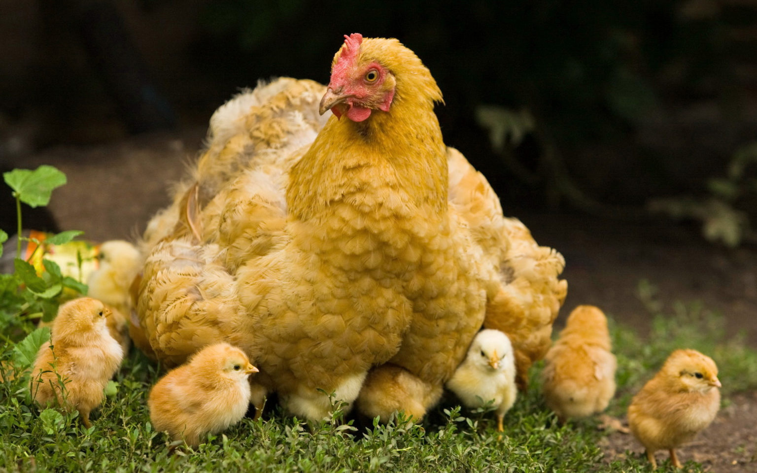 Курица – это не только ценное мясо: 11 увлекательных фактов о курах