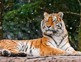 5 Вопиющих фактов о тиграх