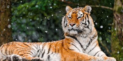 5 Вопиющих фактов о тиграх