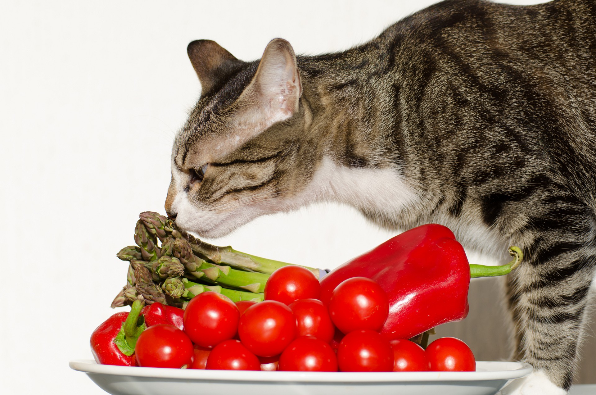 15 забавных вещей о кошках, которые вас удивят