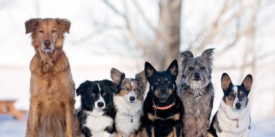 Когда появились первые одомашненные собаки: интересные факты о четвероногом друге человека