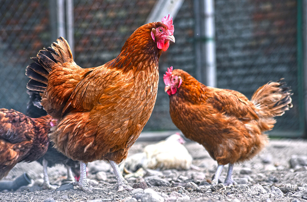 Курица – это не только ценное мясо: 11 увлекательных фактов о курах
