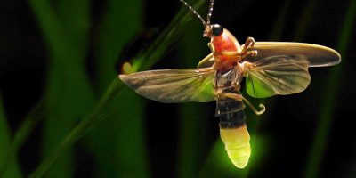5 красивых насекомых, которые нравятся абсолютно всем