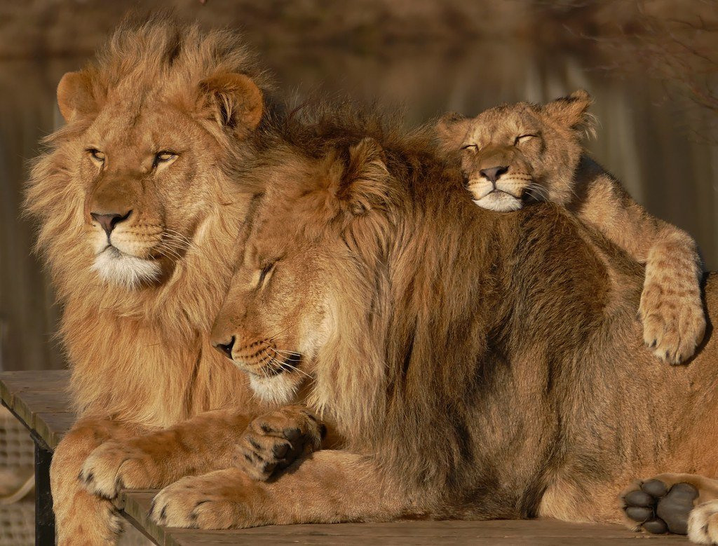 7 увлекательных вещей, которые вы не знали о львах