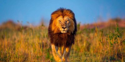 7 увлекательных вещей, которые вы не знали о львах