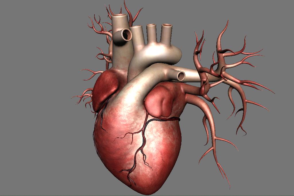 Сердце действует как насосный орган