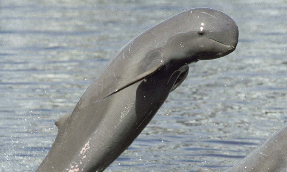 Дельфины Иравади