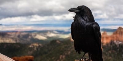 Топ-5 интересных фактов о воронах