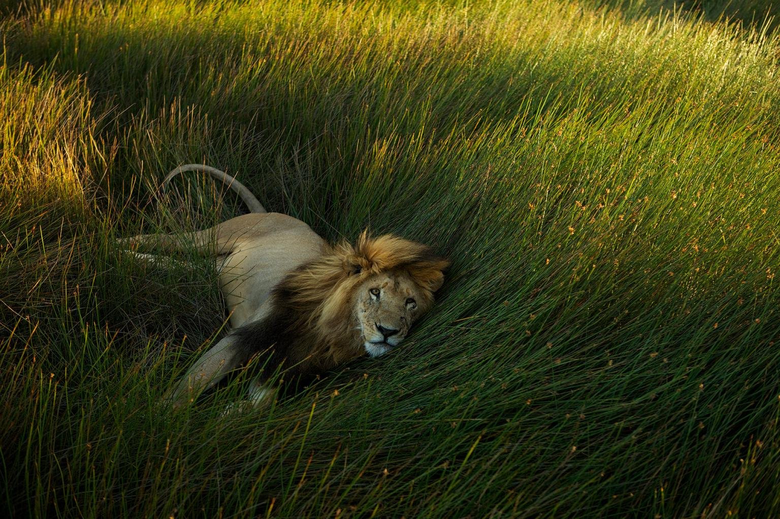 Как часто львы едят траву