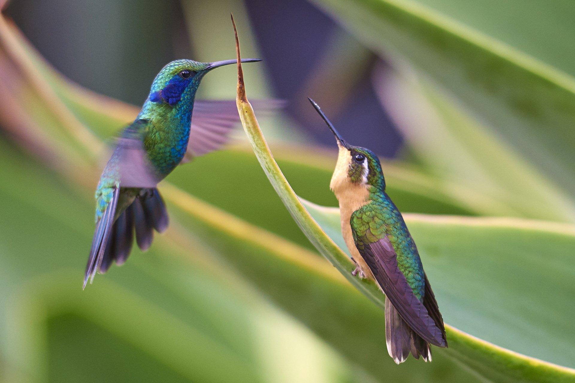 20 Увлекательных вещей, которые вы должны знать о птицах