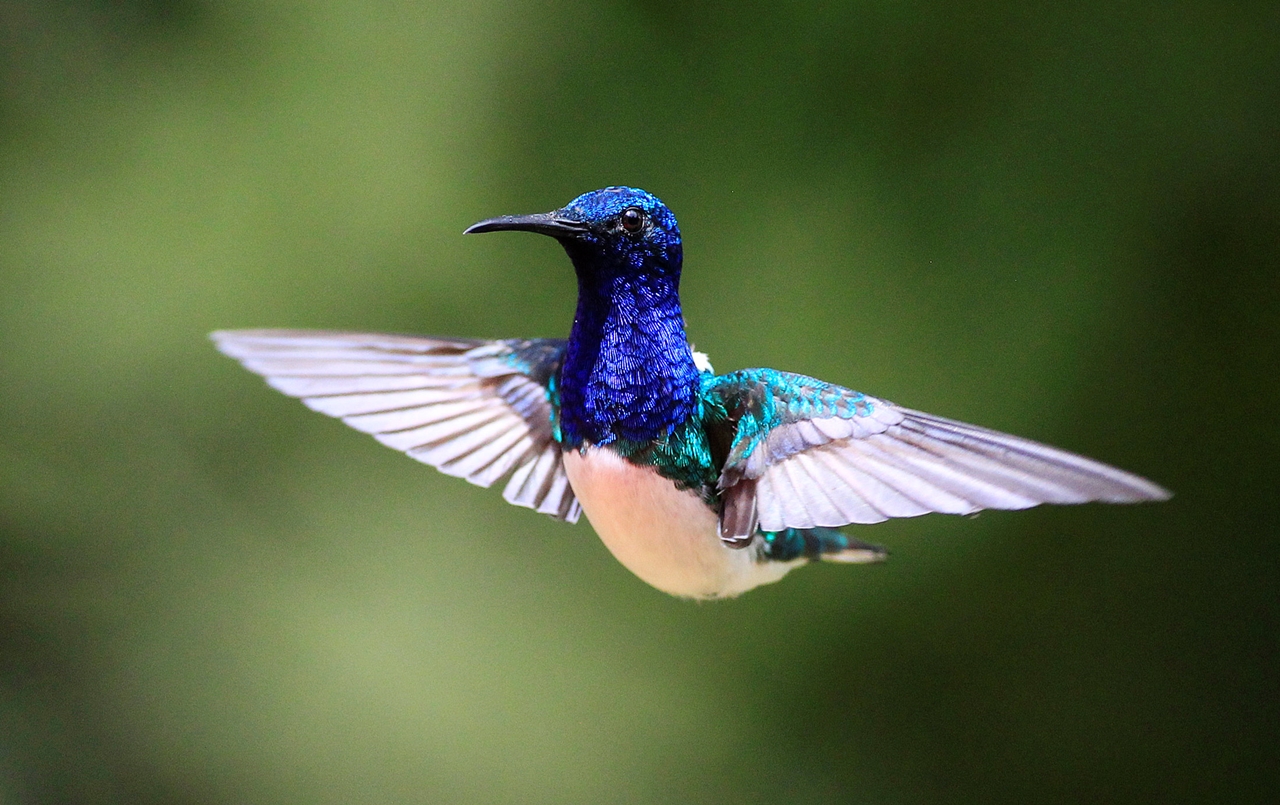 20 Увлекательных вещей, которые вы должны знать о птицах