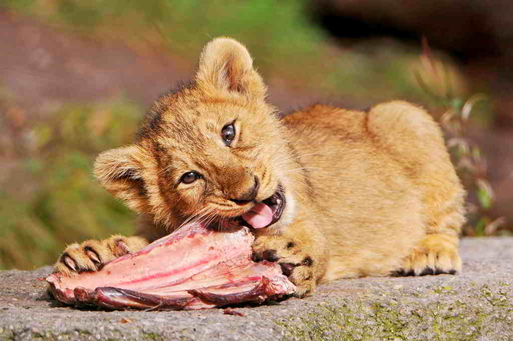 Едят ли львы каждый день