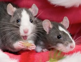 Топ-6 интересных фактов о крысе