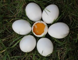 16 Причин, по которым вы обязательно должны включить яйца в свой рацион