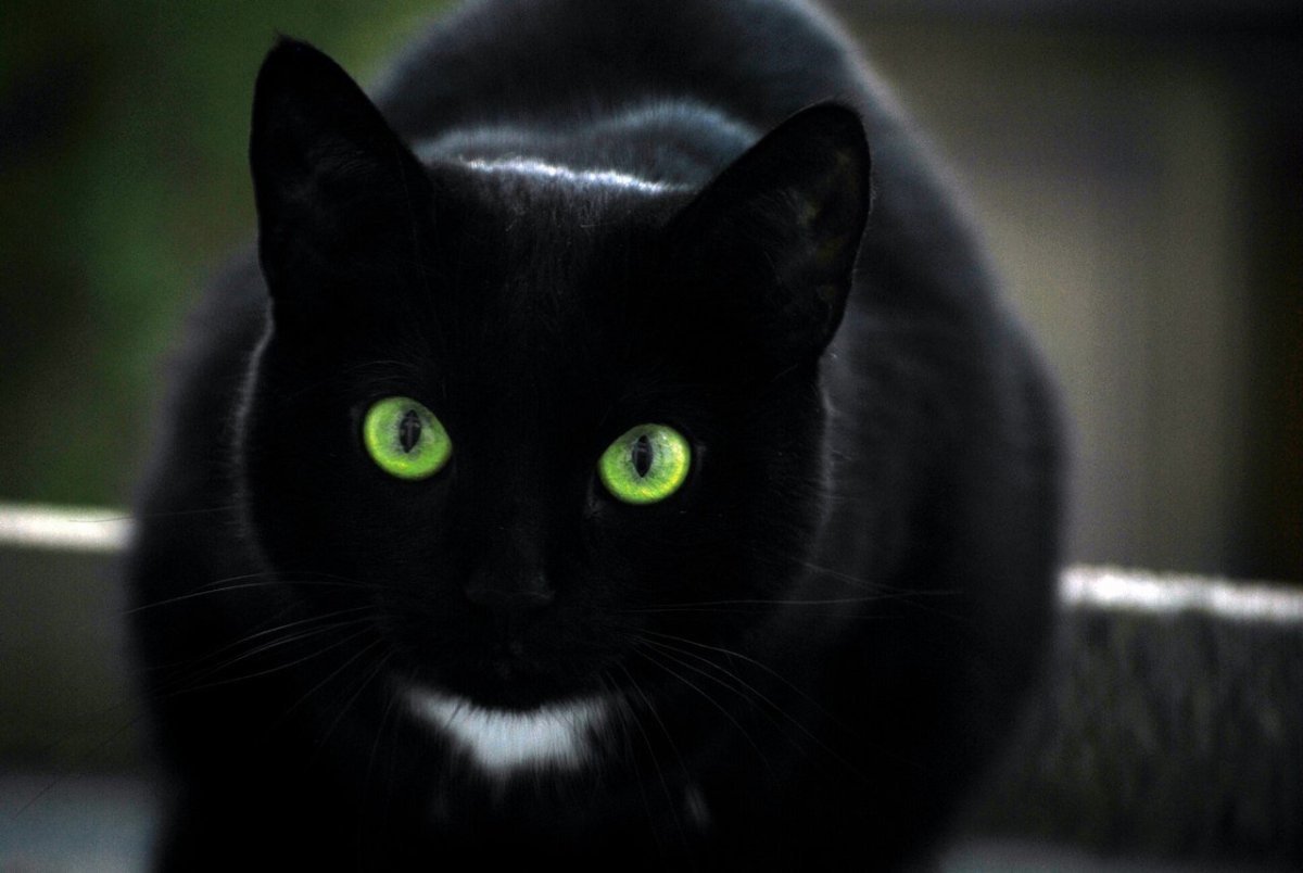  Черные Кошки