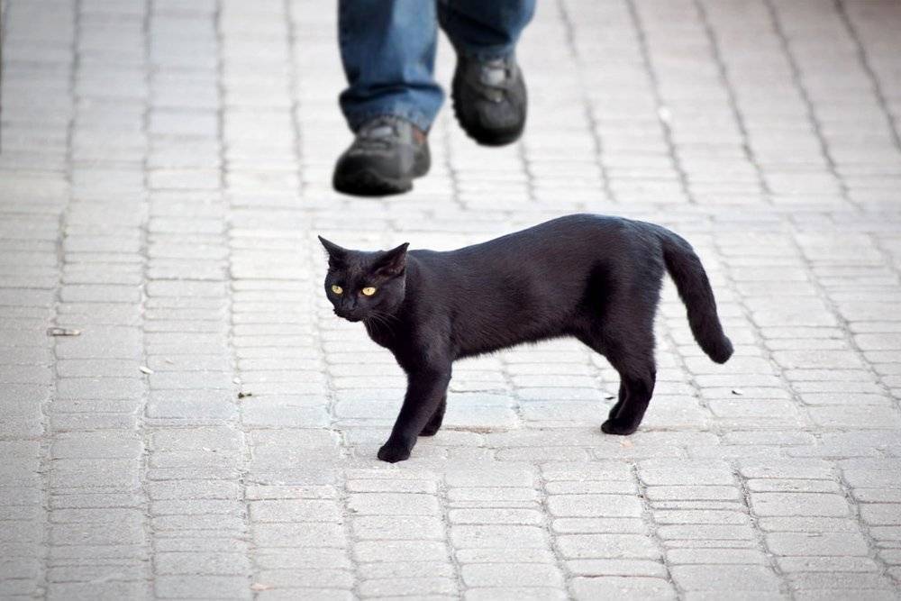  Черные Кошки