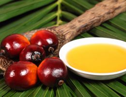 Трагическая история пальмового масла: как появился самый ненавистный продукт в мире