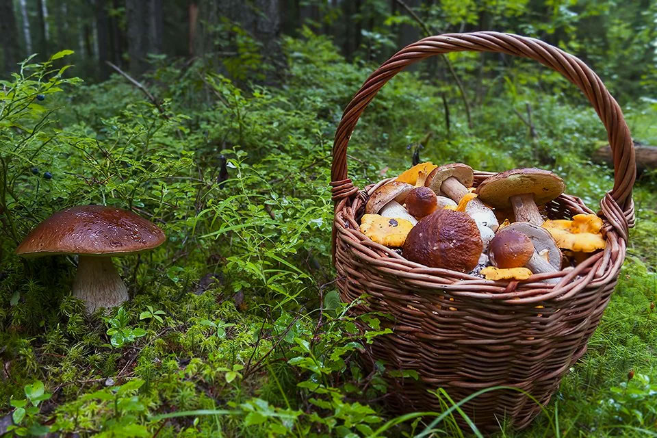 Лесные грибы