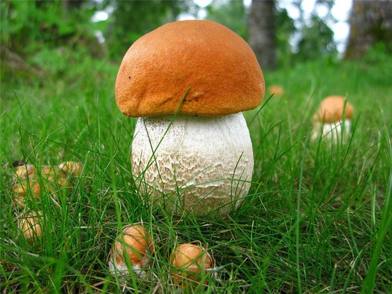 Лесные грибы