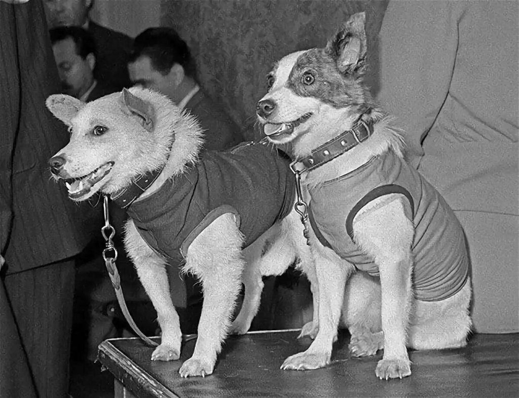 Невероятная история Белки и Стрелки: как собаки вернулись из космоса целыми и невредимыми?