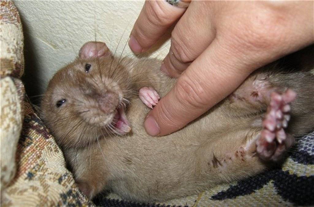 Крысы смеются, когда их щекочут