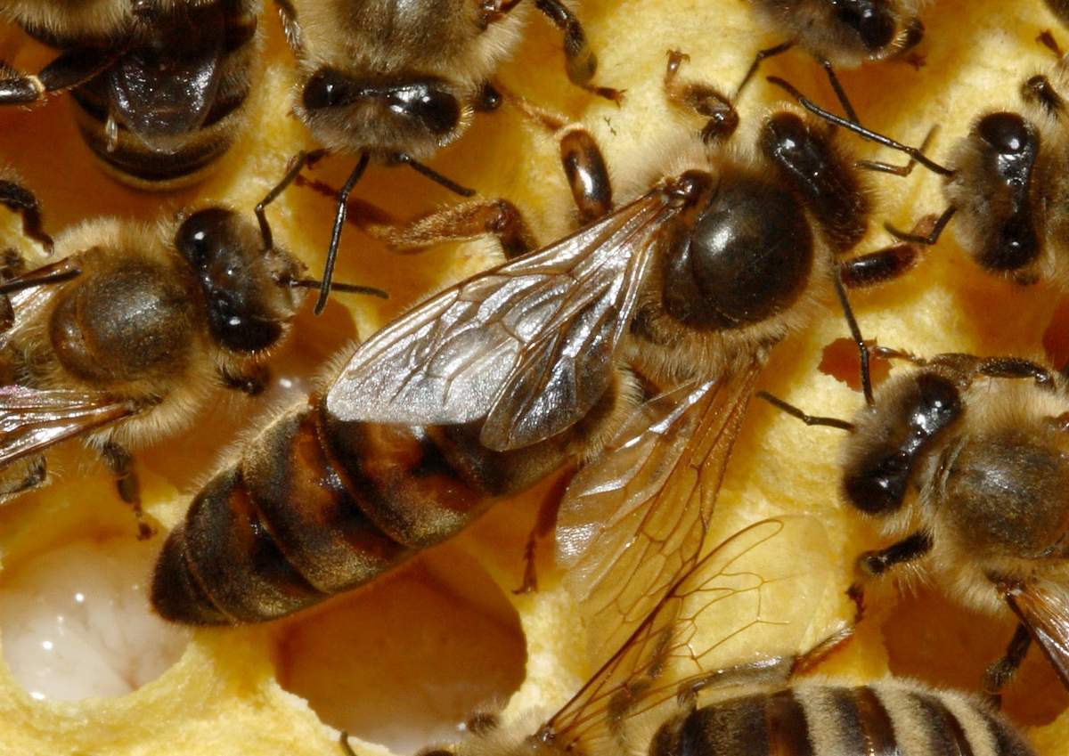 Сушеные пчелиные матки, живые лягушки, ушная сера – против ядовитых укусов