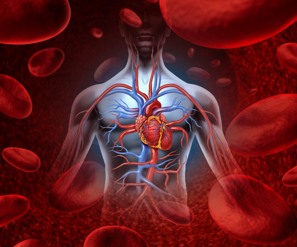 23 познавательных фактов о системе кровообращения