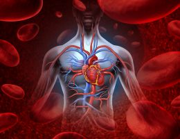 23 познавательных фактов о системе кровообращения