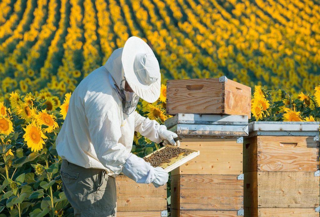 Легендарных фактов о пчеловодстве, которые помогут взглянуть на эту отрасль по-другому